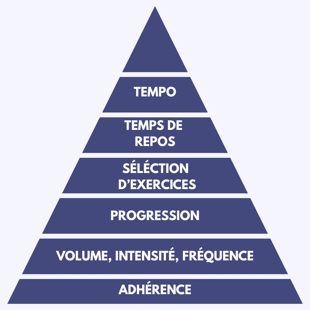 pyramide du muscle